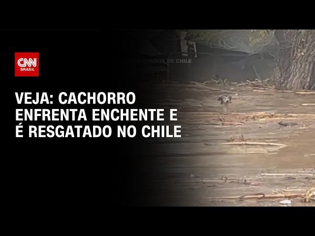 Vídeo: cachorro-do-mato é resgatado e liberado após exames em Caraguatatuba