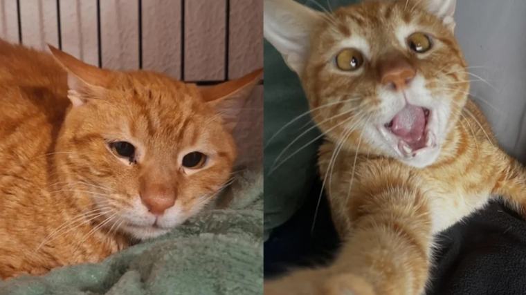 Final feliz 😺 Após ser devolvido por ser "dependente demais", gato procura carinho e dorme na cama com novo tutor Duda Romagna, Madu Brito