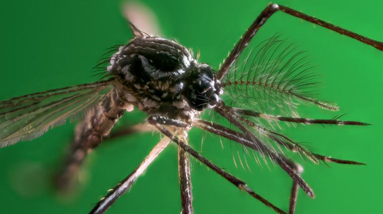 São Paulo registra mais de 58 mil casos de dengue e 42 mortes em 2026