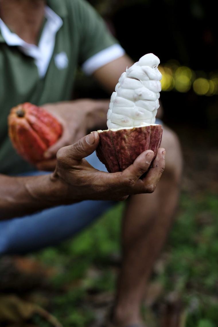 Conheça os segredos de produção da amêndoa de cacau mais premiada do mundo