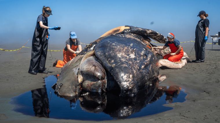 História das tartarugas-gigantes de Galápagos é um conto de piratas: agora, ‘tartarugas alienígenas’ apareceram pela primeira vez desde o século XIX